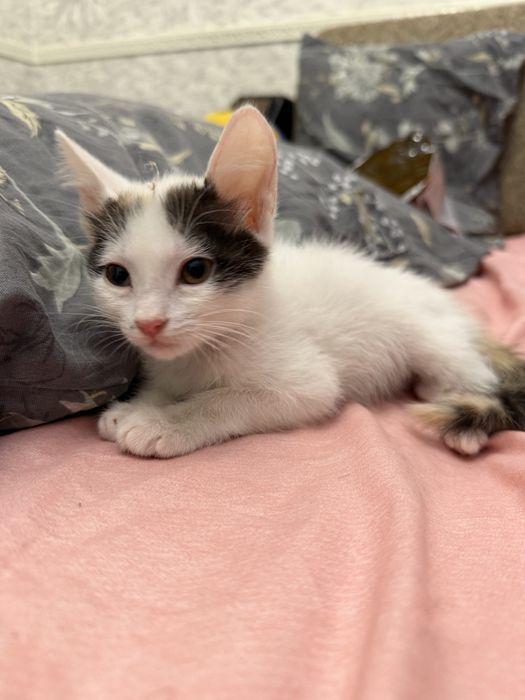 Отдам даром кошку