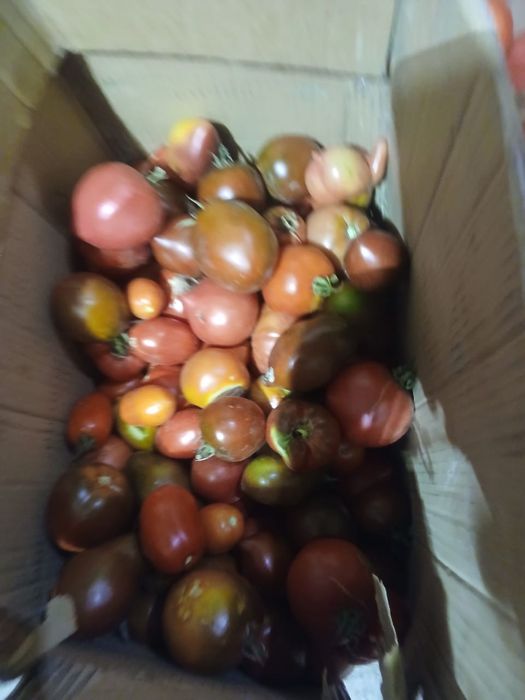 Продам домашние помидоры