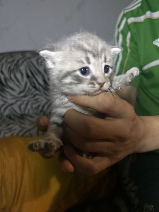 Продам вислоухие котят