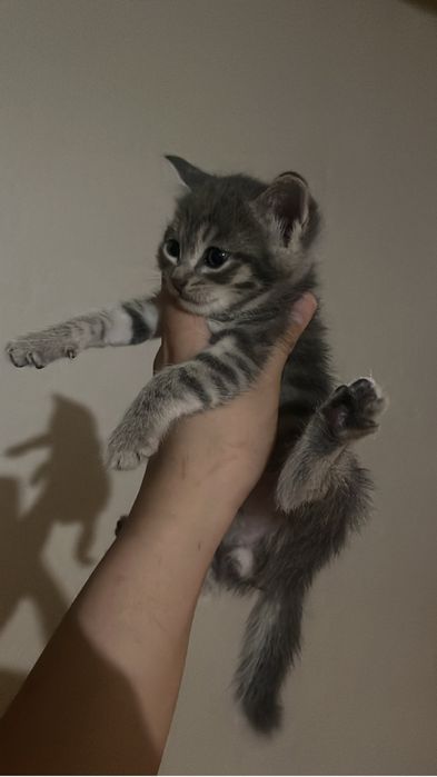 Мысык котята шымкент