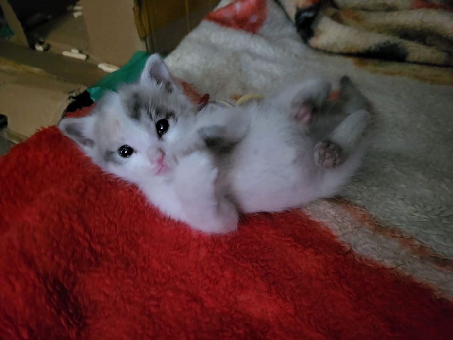 Кошечка девочка в добрые руки