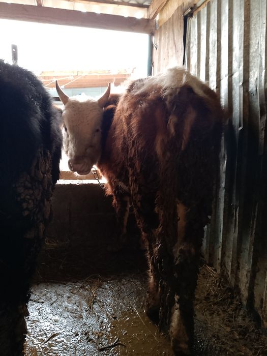 Продается бички аптити хорошо