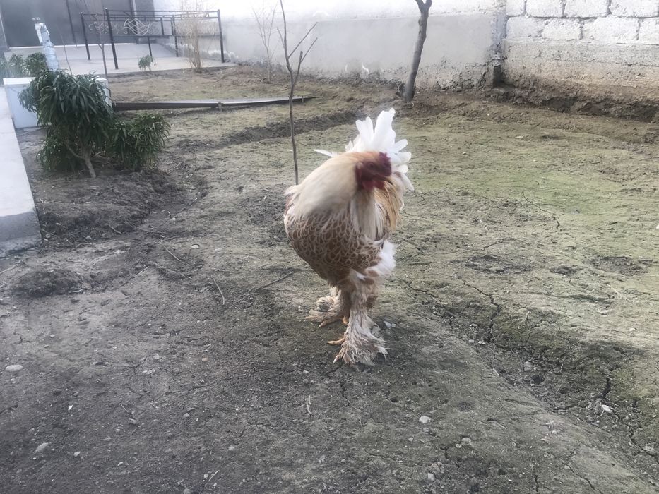 Zolotoy brama tuxumlari sotiladi, sifati tozza