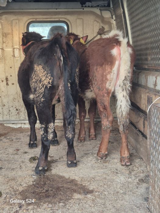 De vânzare 2 vitele bălțate