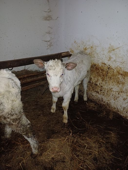 Vând viței, 4 femele si un mascul