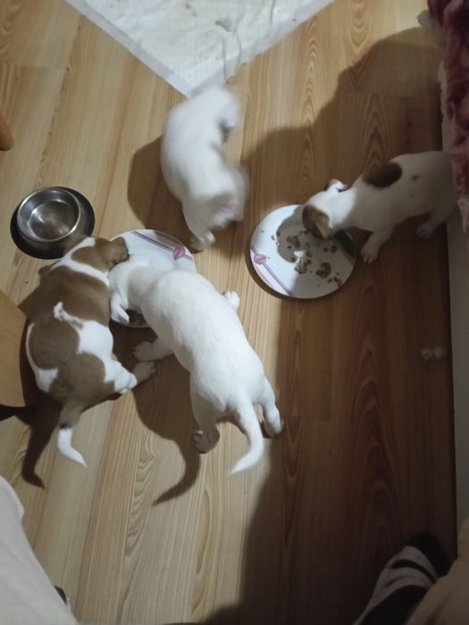 Джак Ръсел Бебчета 52 дни