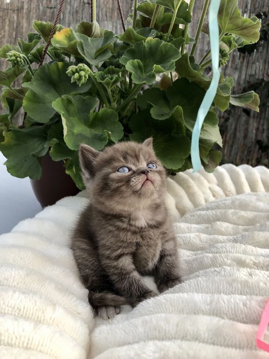 Pui pisica British Shorthair Chocolate