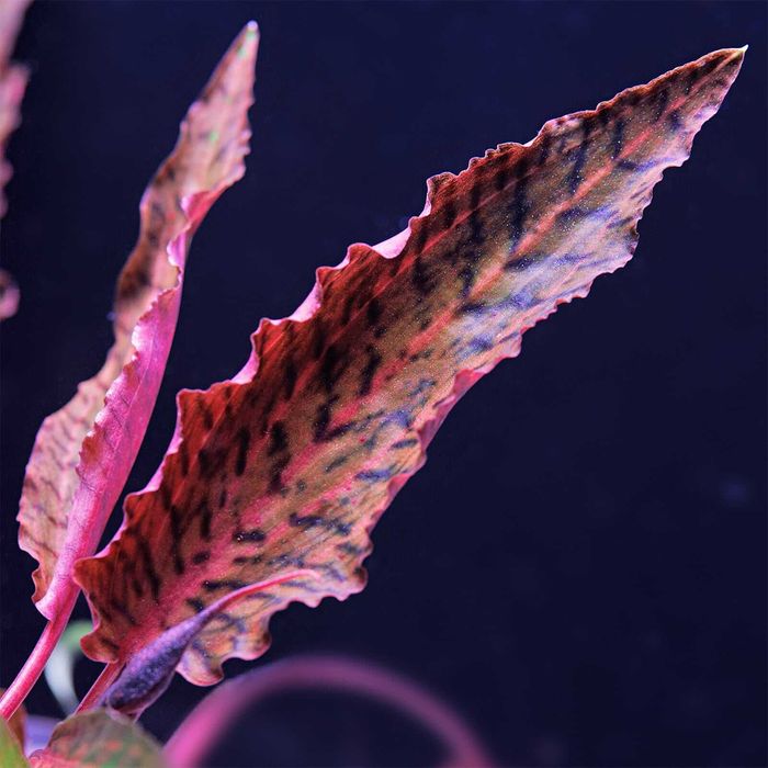 Cryptocoryne Nurii Pink Line (Rosen Maiden) – stoc limitat 3 bucăți