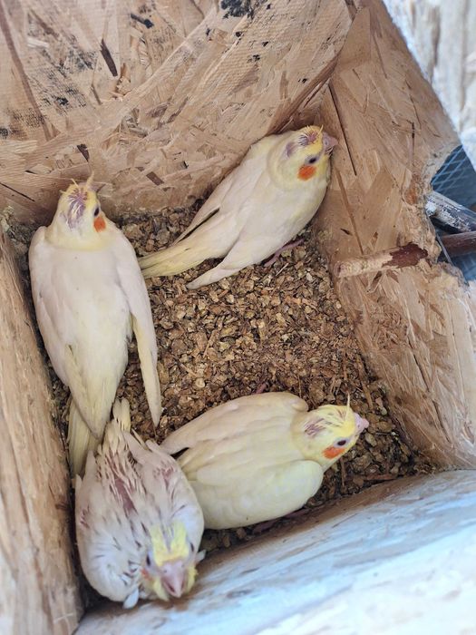 Продам птенцов корелл.