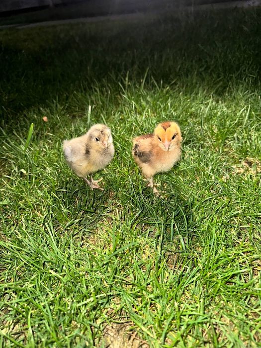 Broller Jojala sotuvda mavjud