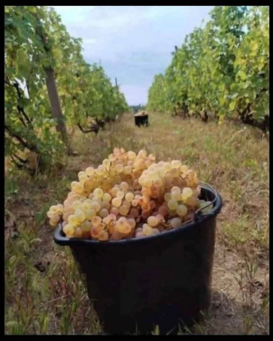 Struguri pentru vin