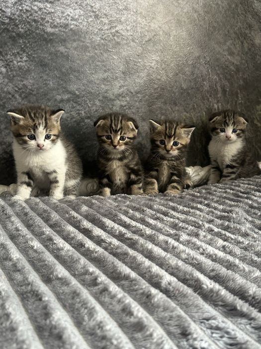 Породистые котята