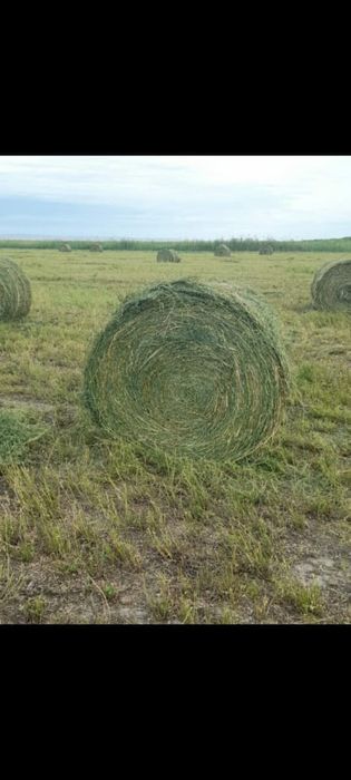 Жонышка  люцерна