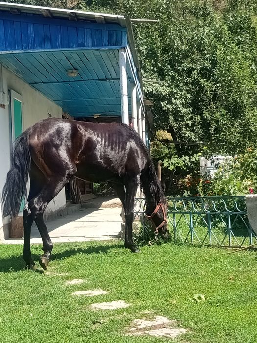 Продам хорошую кабылку