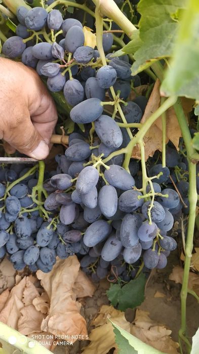 Gigant(so'g'diyona) va qora kishmish(oq cho'p)  uzum ko'chat va qalamc