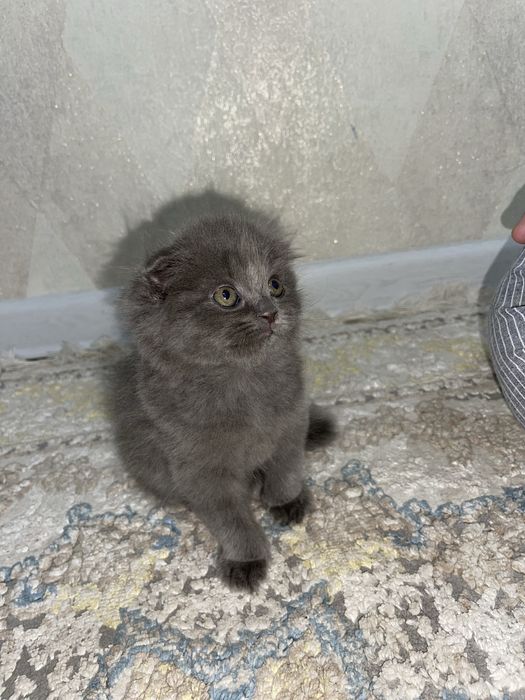 Шотландская вислоухая кошка