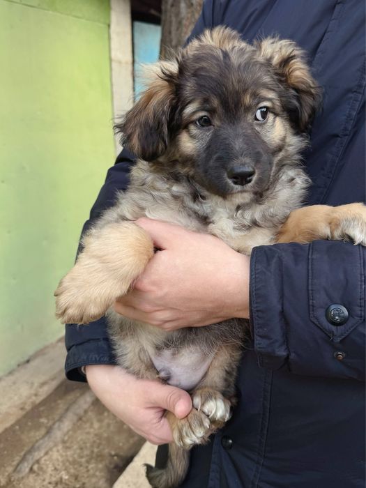 Ухоженные щенки ищут дом