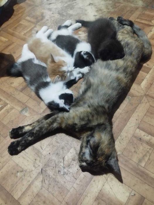 Отдам котят в хорошие руки