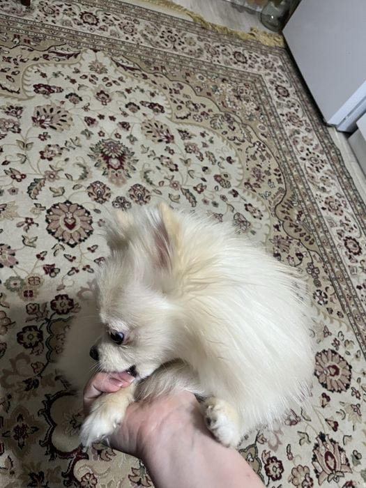 Мини шпиц девочка