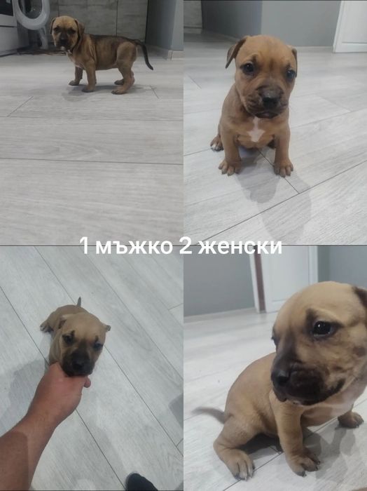 Питбули 2 женски