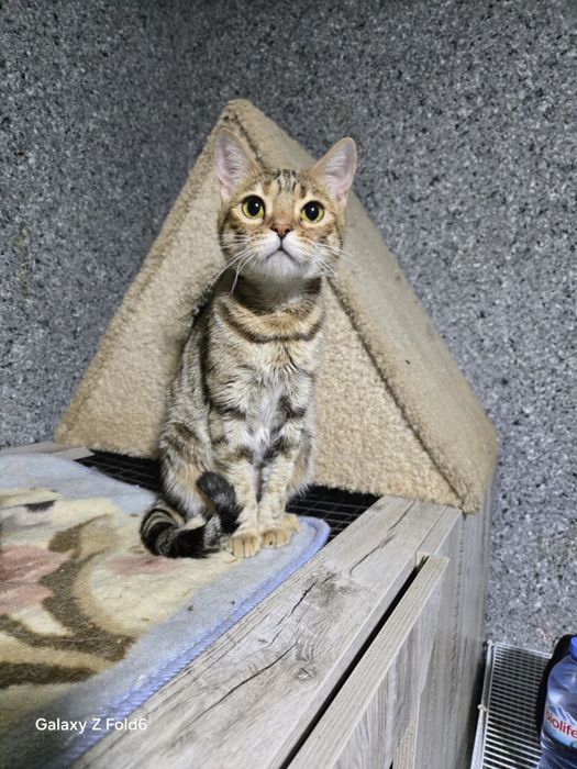 Коты и кошки ищут дом!