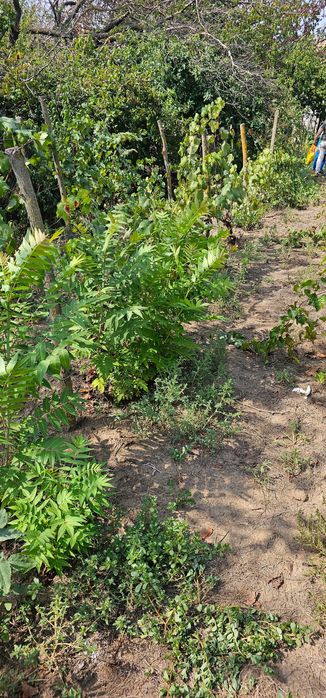 Продава се Парцел в Русе, в.з. Левента - 447 кв.м за 10 €/кв.м - Снимка #8