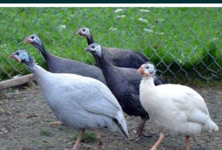 Продам инкубационное яйцо цесарки