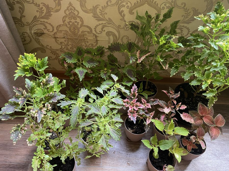 Колеусы,монстера,маранта,женское счастье