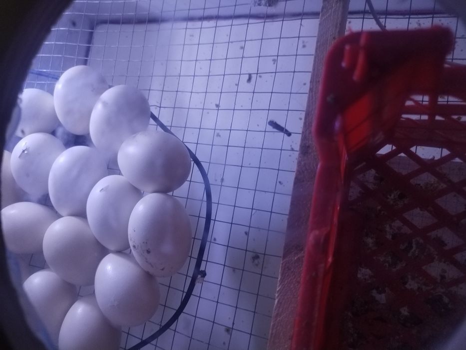 Инкубатор 120талик