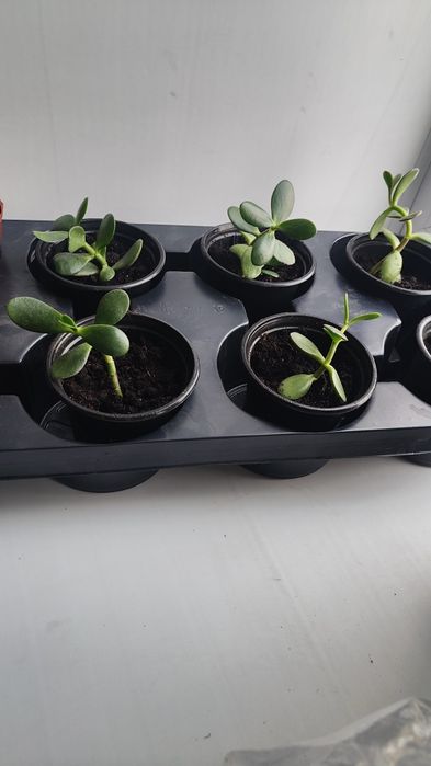 Крассула Толстянка или денежное дерево