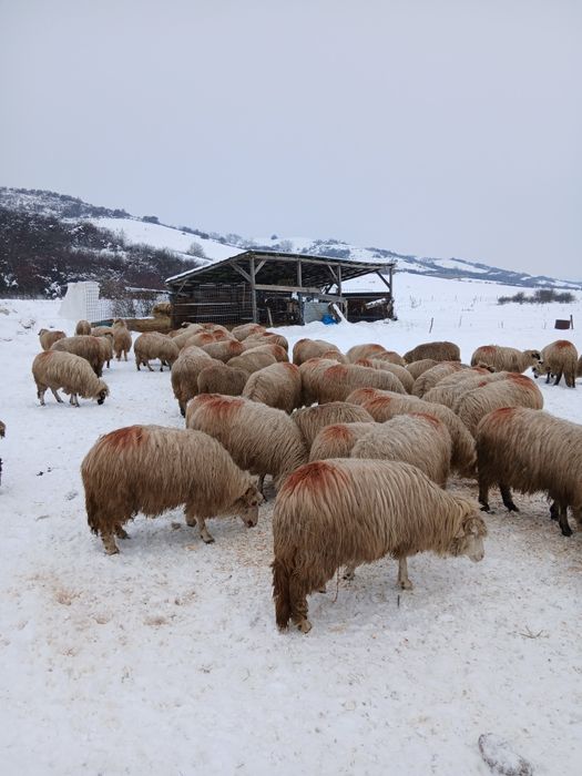 6oi tinere de vânzare.