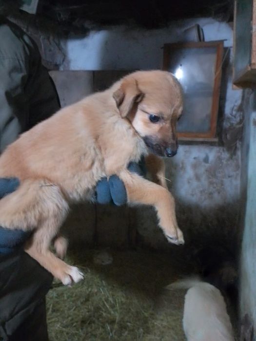 Отдам щенка в добрые руки