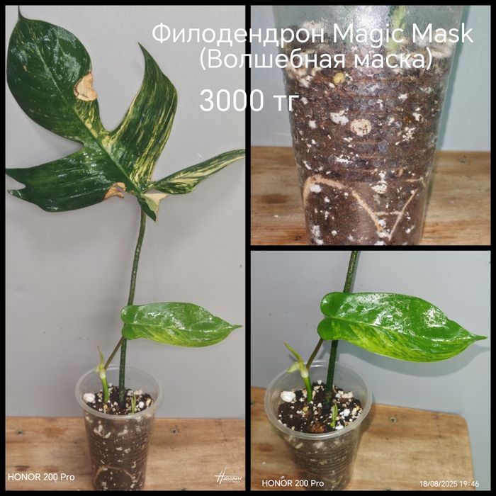 Комнатные цветы.