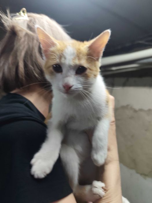 Рыжий ласковый котенок ищет дом
