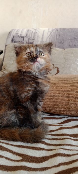 Котята ищут семью