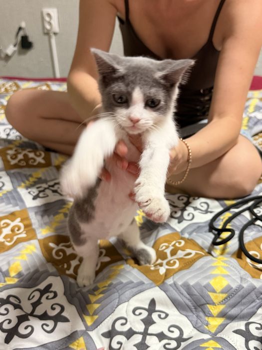 Бесплатный котенок