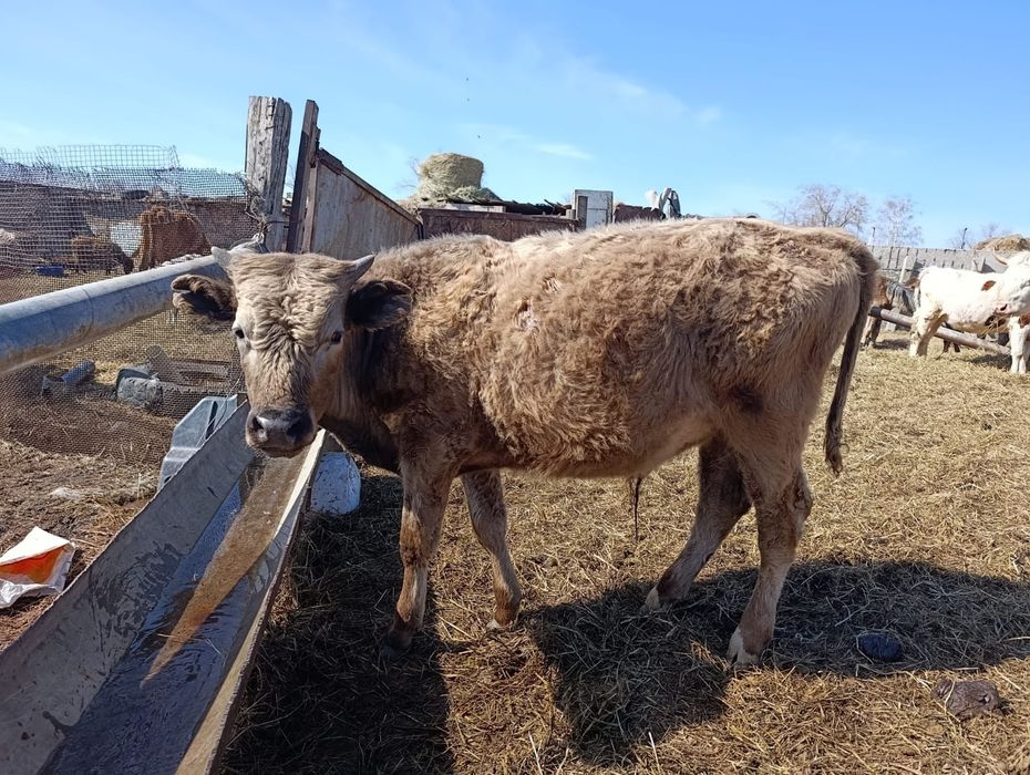 Продам Бычки Сатылады