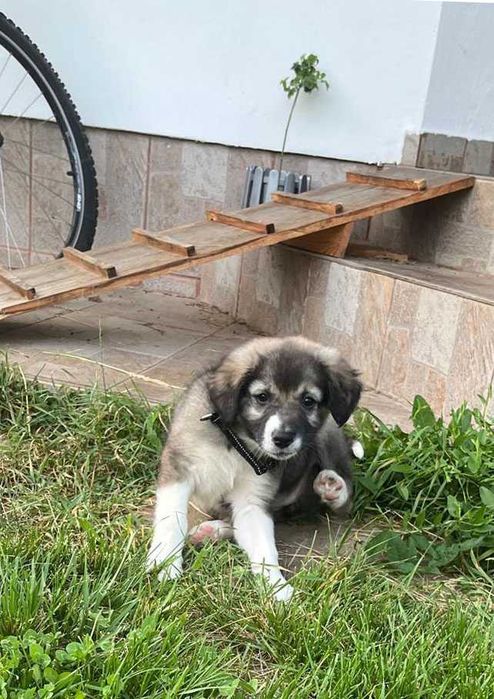 Catelusa de 2.5 luni spre adoptie