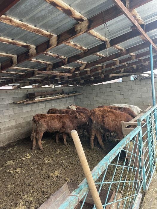 Тана,кунажын,бузау,телята