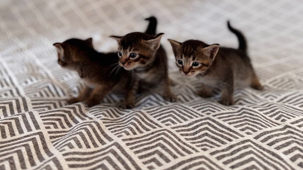Abessinian mushukchalar