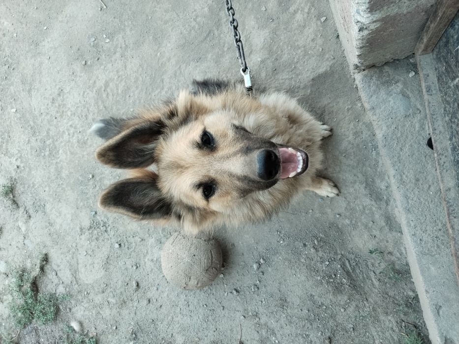 Собака женского пола