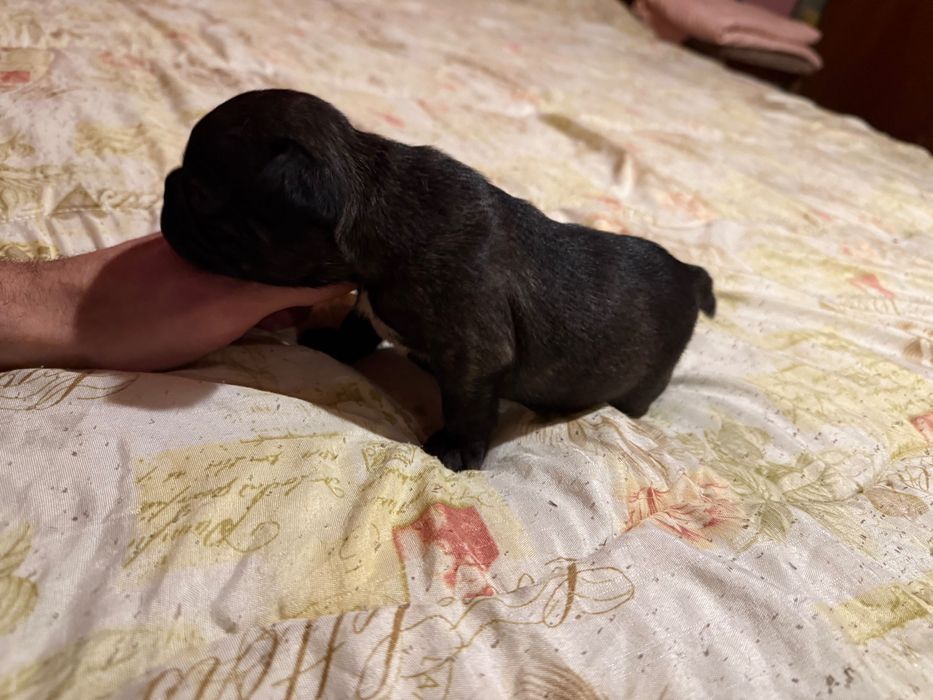 Продавам Френски булдоци