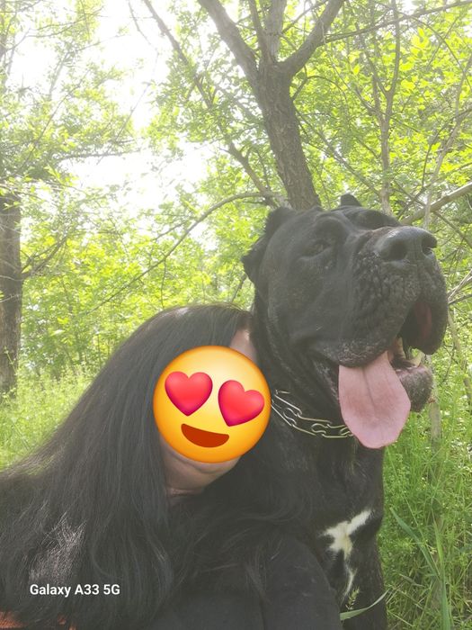 Кане-корсо Вязка