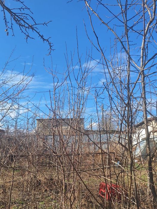 Продаю саженцы Актобе