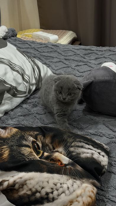 Продается котенок