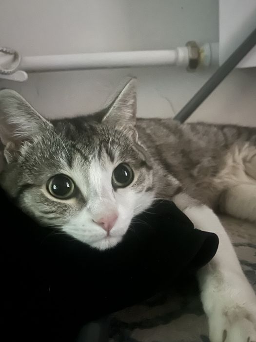 Отдам кота в добрые руки