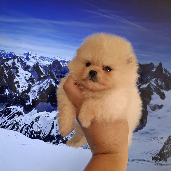 Шпиц шпиц шпиц с документами