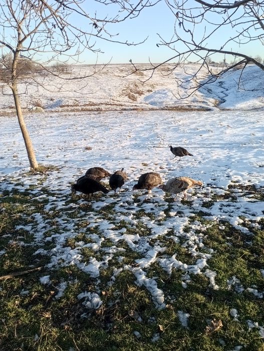 Vând curci  de anul acesta