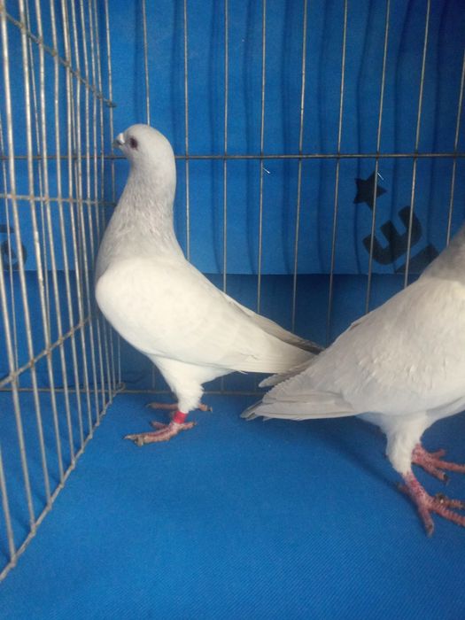 Vând porumbei de rasa