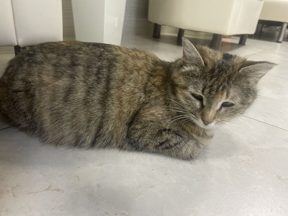 Мысық алып кетесіздерме